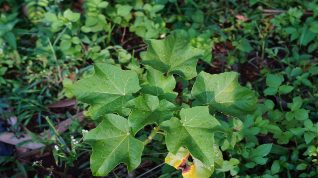 5 Manfaat Daun Jarak untuk Kesehatan Tubuh